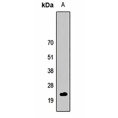 Cripto 1 Rabbit Polyclonal Antibody