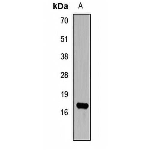 LYZL6 Rabbit Polyclonal Antibody