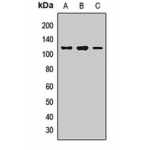 Whirlin Rabbit Polyclonal Antibody