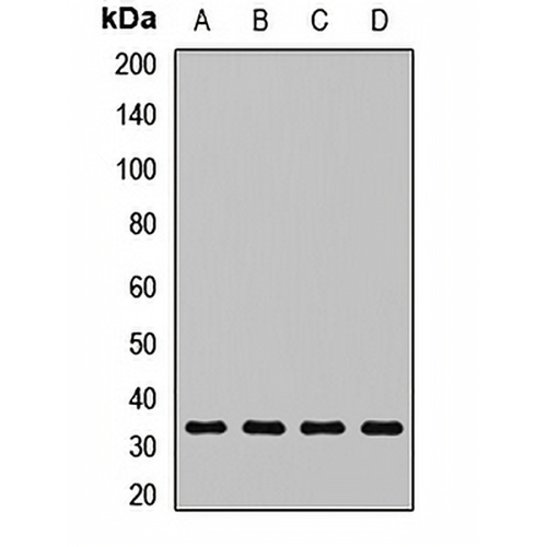p34-ARC Rabbit Polyclonal Antibody