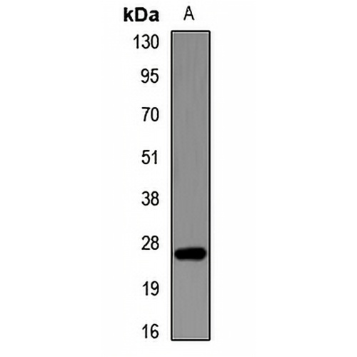 FAM3B Rabbit Polyclonal Antibody