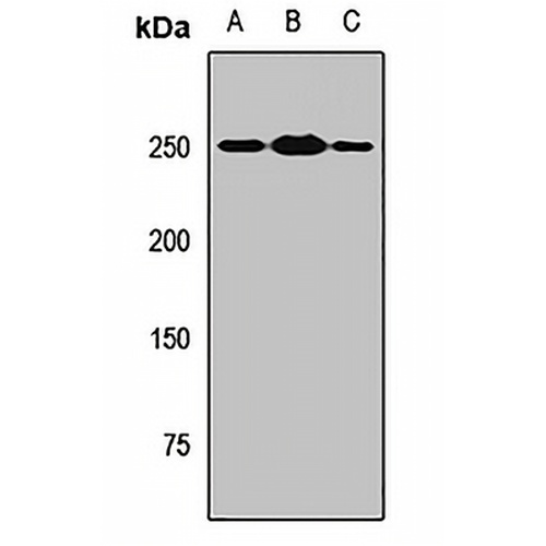 MYT1 Rabbit Polyclonal Antibody