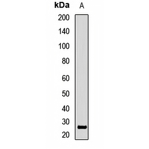 RNase 11 Rabbit Polyclonal Antibody