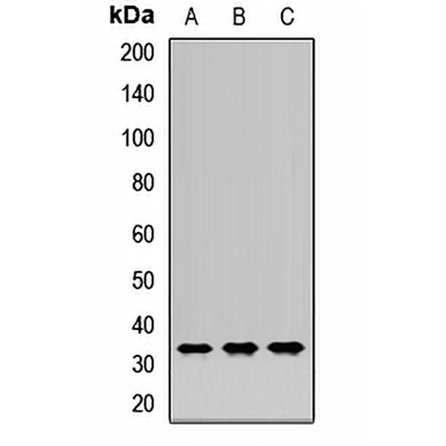 HO-1 Rabbit Polyclonal Antibody