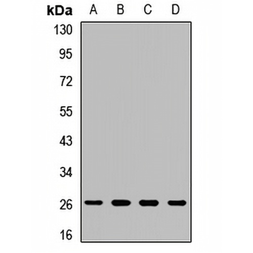 COX2 Rabbit Polyclonal Antibody