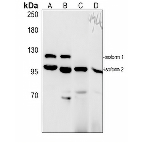 SIRT1 Rabbit Polyclonal Antibody