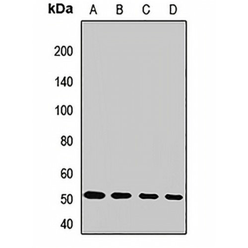 ATG5 Rabbit Polyclonal Antibody