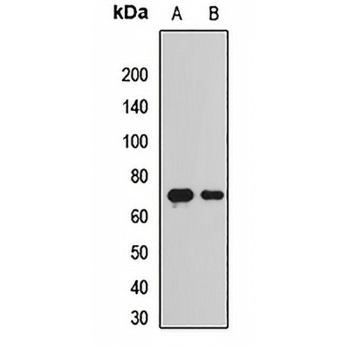 BACE1 Rabbit Polyclonal Antibody