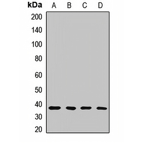 SOX2 Rabbit Polyclonal Antibody