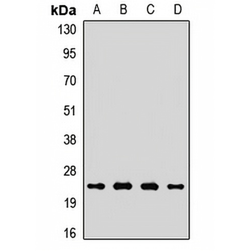 COX2 Rabbit Polyclonal Antibody