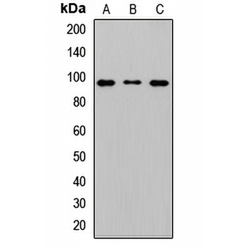 MAD1 Rabbit Polyclonal Antibody