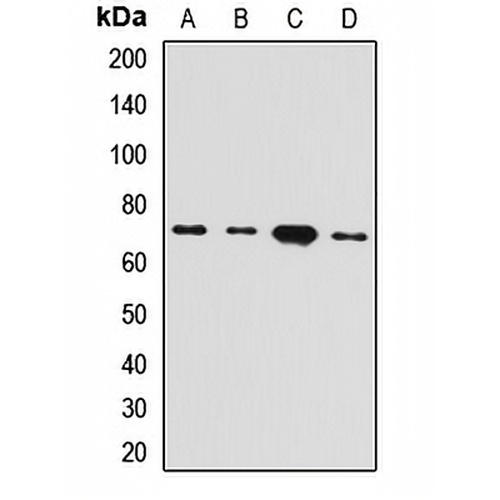 HEPACAM Rabbit Polyclonal Antibody