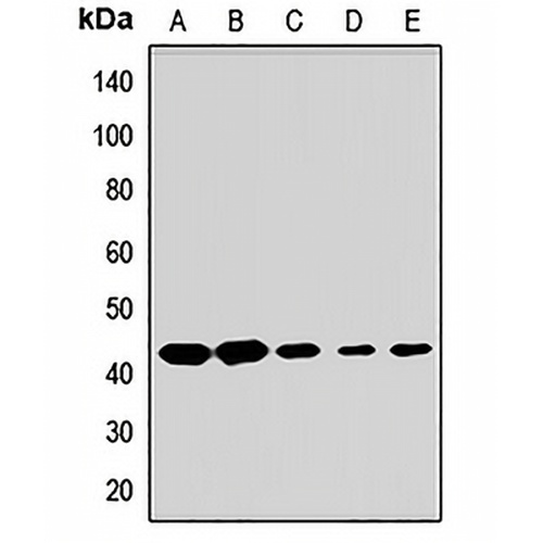 APOBEC3D Rabbit Polyclonal Antibody