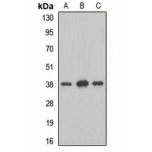 MAT2B Rabbit Polyclonal Antibody