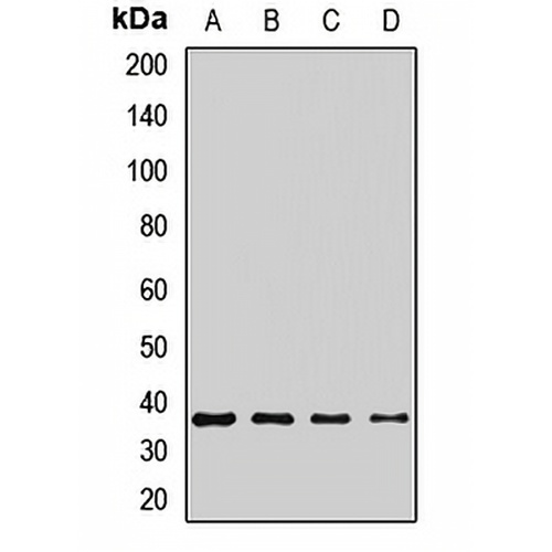 MC3 Receptor Rabbit Polyclonal Antibody
