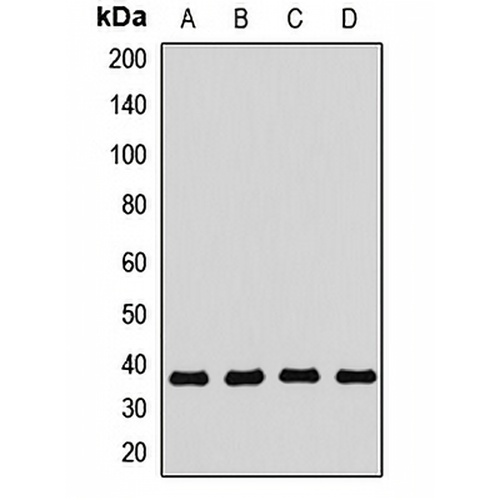 SEC13 Rabbit Polyclonal Antibody