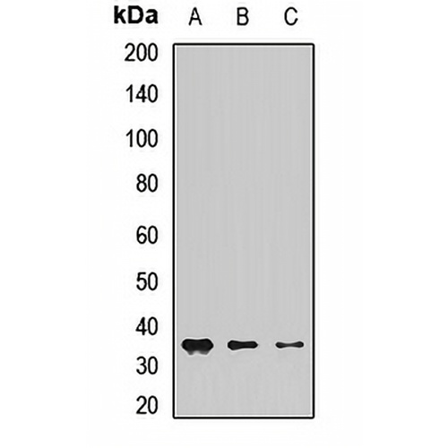 CHMP1A Rabbit Polyclonal Antibody
