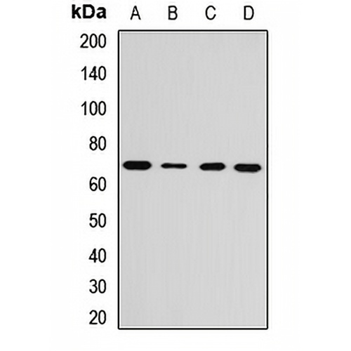 NUP85 Rabbit Polyclonal Antibody