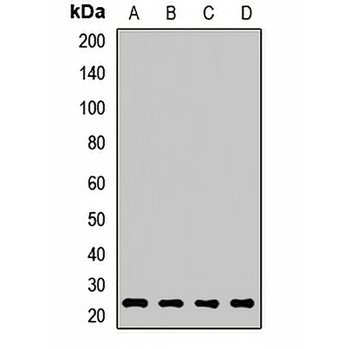 RAB2A Rabbit Polyclonal Antibody