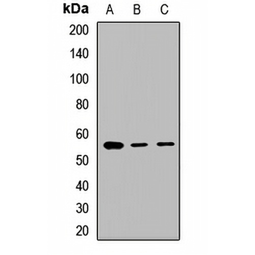 GABRA3 Rabbit Polyclonal Antibody