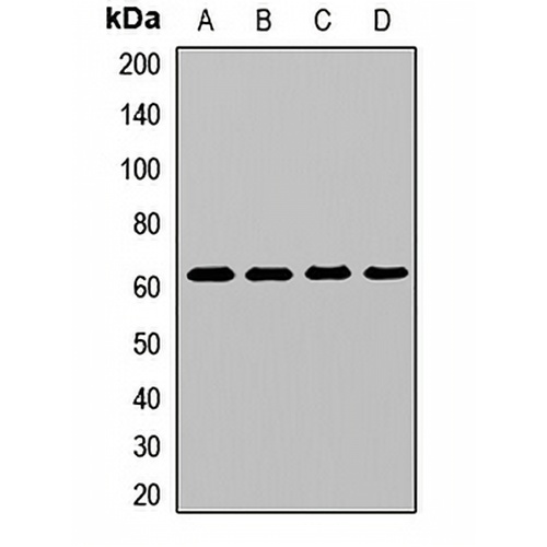GlyT2 Rabbit Polyclonal Antibody
