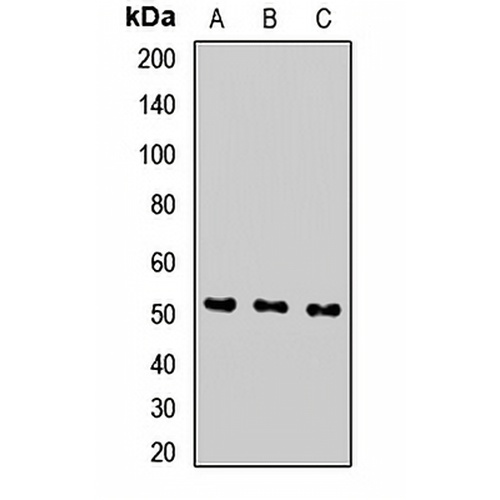 SEC61A1 Rabbit Polyclonal Antibody