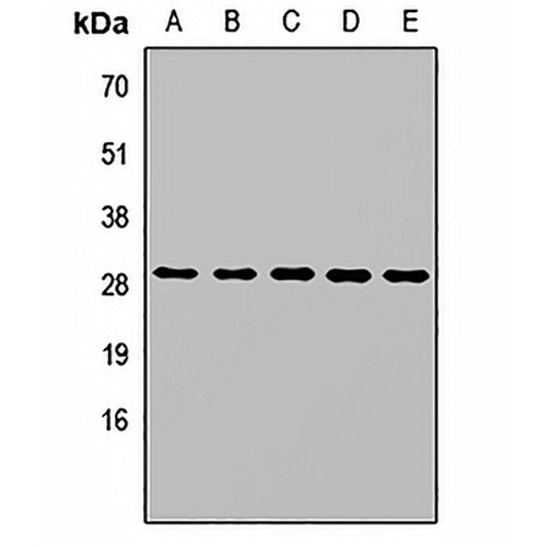 SPR Rabbit Polyclonal Antibody