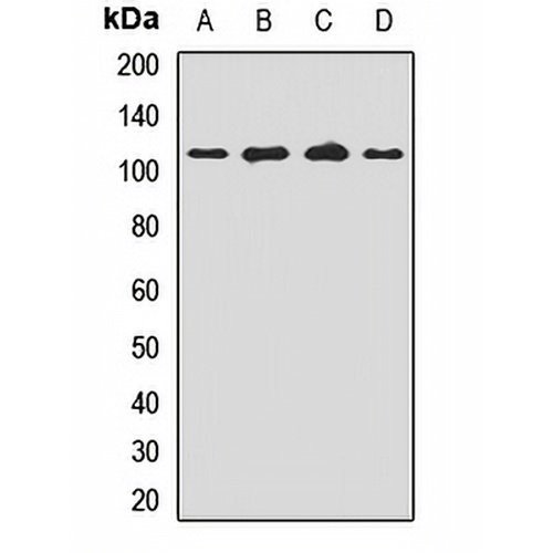MIM Rabbit Polyclonal Antibody