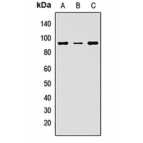 SOX30 Rabbit Polyclonal Antibody