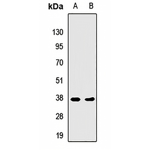 HLA-DRA Rabbit Polyclonal Antibody
