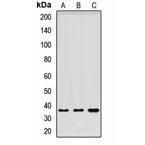CD301 Rabbit Polyclonal Antibody