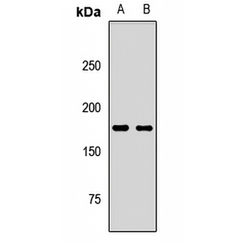 Nestin Rabbit Polyclonal Antibody