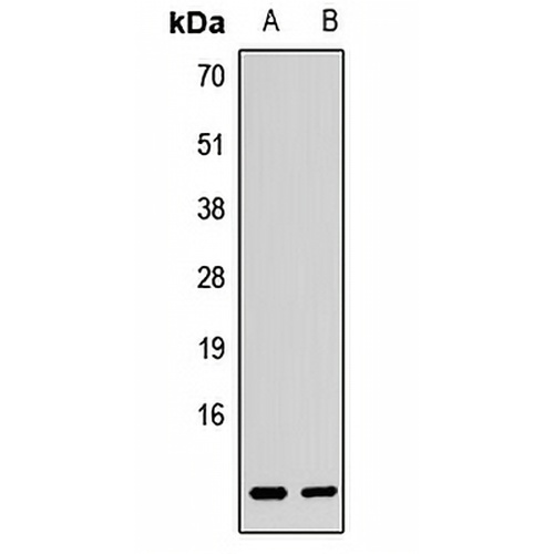 Bet1L Rabbit Polyclonal Antibody