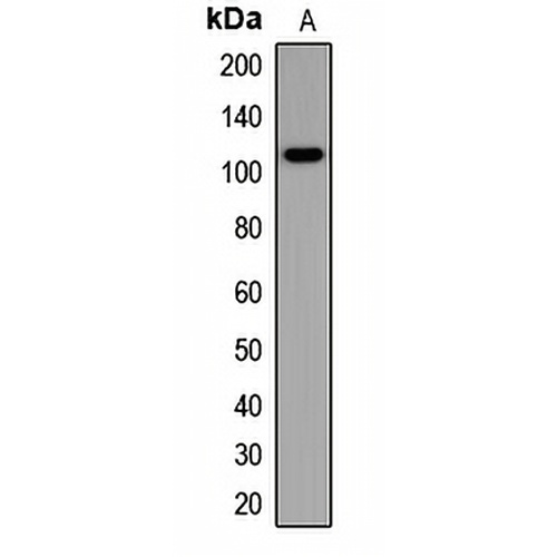Synaptopodin Rabbit Polyclonal Antibody