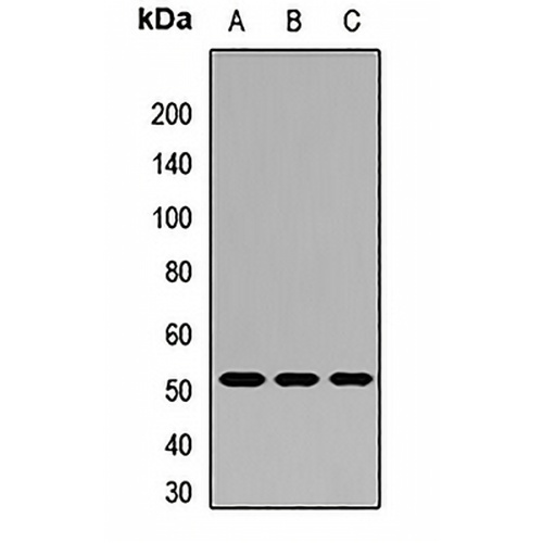 MBD2 Rabbit Polyclonal Antibody