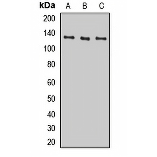 Hairless Rabbit Polyclonal Antibody