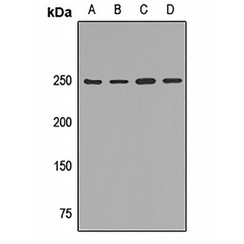 Myosin 10 Rabbit Polyclonal Antibody
