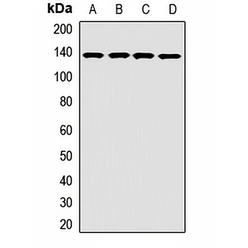 OPLAH Rabbit Polyclonal Antibody