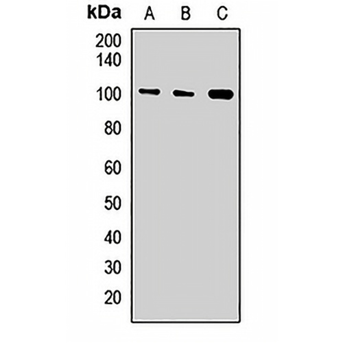 Exportin-T Rabbit Polyclonal Antibody