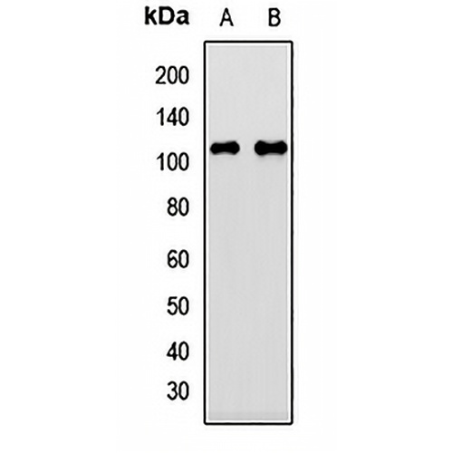 GRAP1 Rabbit Polyclonal Antibody