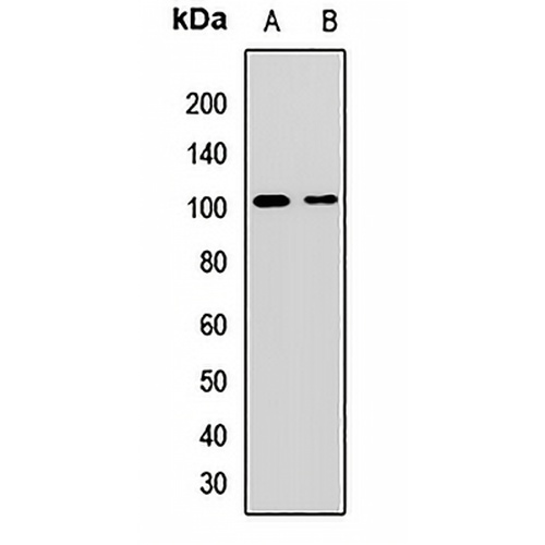 Sel-1L Rabbit Polyclonal Antibody