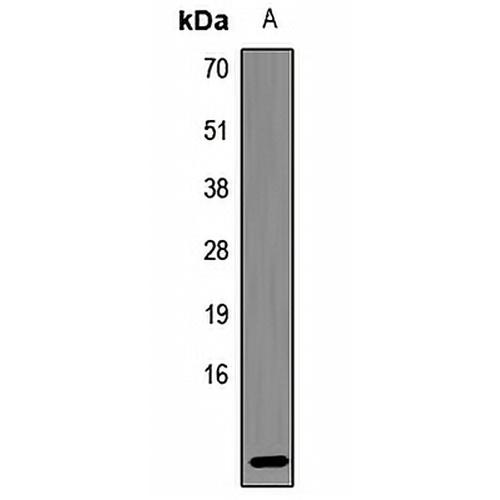 Defensin beta 121 Rabbit Polyclonal Antibody