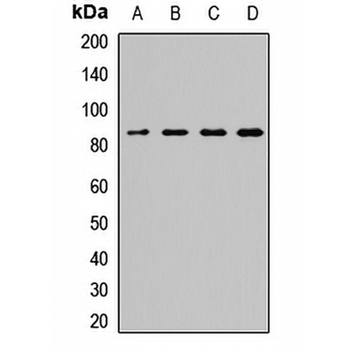 SEC23A Rabbit Polyclonal Antibody