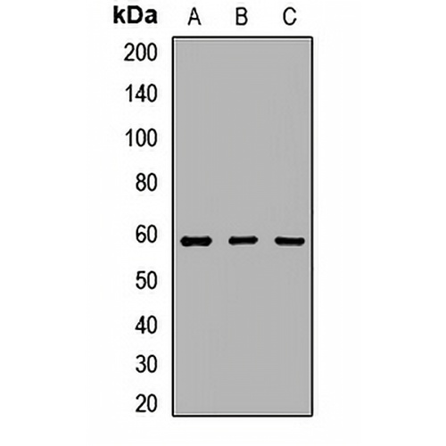 BAF60B Rabbit Polyclonal Antibody
