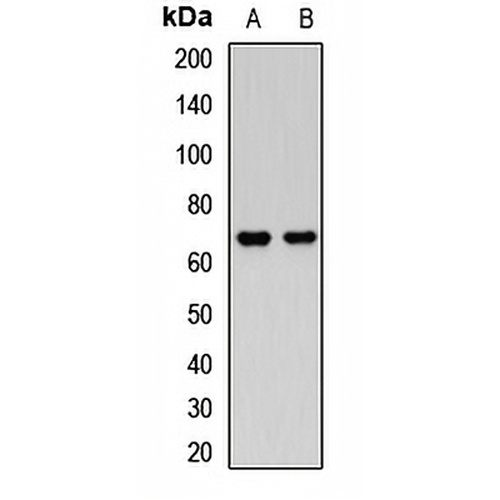 NET1 Rabbit Polyclonal Antibody