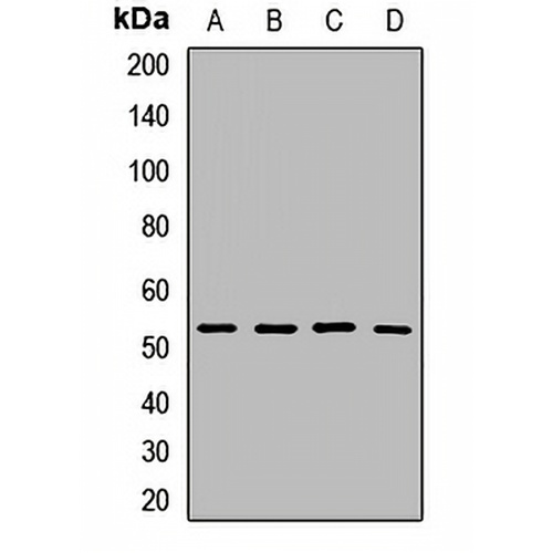 SCaMC-1 Rabbit Polyclonal Antibody