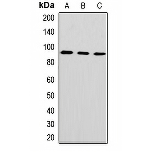 DNAJC10 Rabbit Polyclonal Antibody
