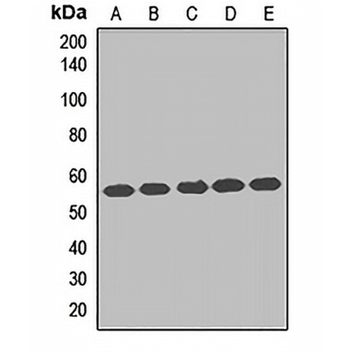 TCP1 eta Rabbit Polyclonal Antibody
