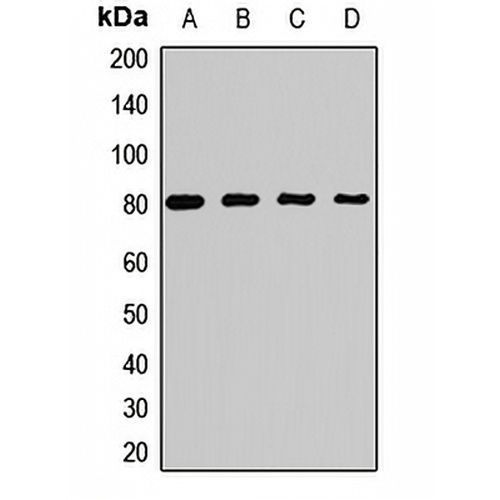 PRMT7 Rabbit Polyclonal Antibody