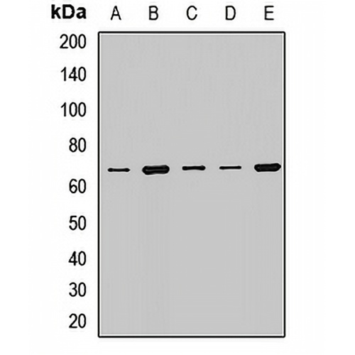 WDR1 Rabbit Polyclonal Antibody
